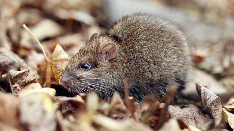 rat rodent control