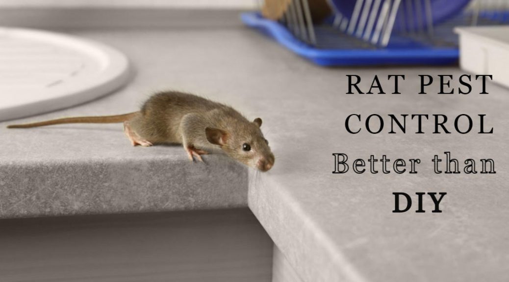 Rats Pest Control near me