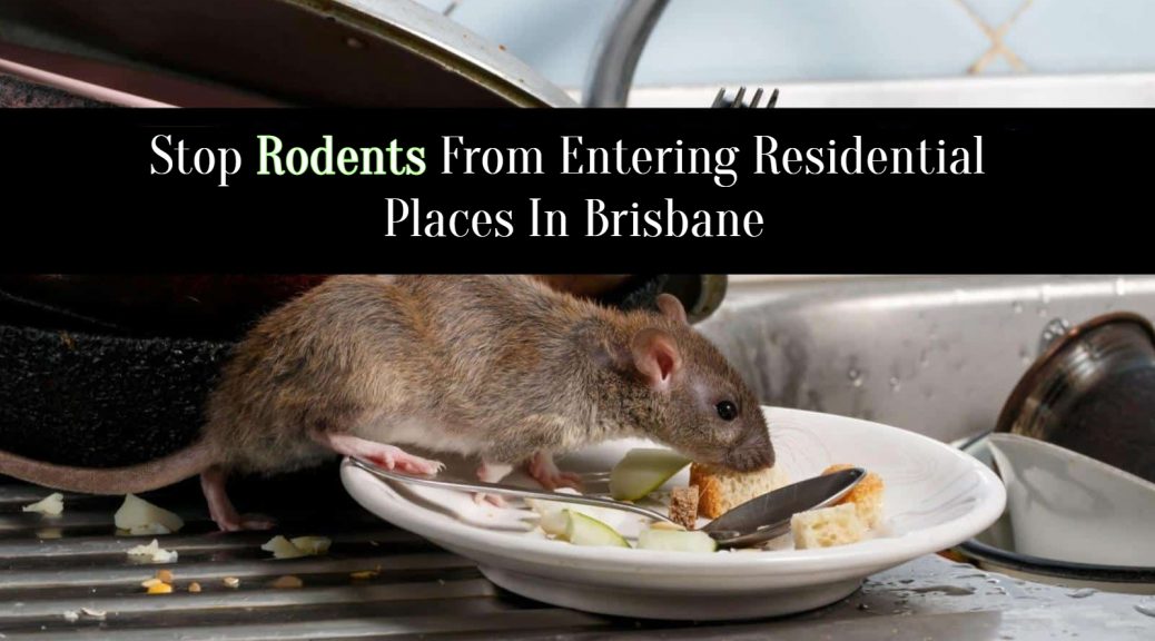rodent pest control Brisbane