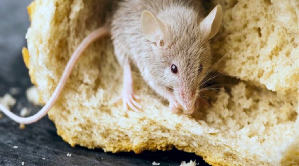 rat removal Brisbane