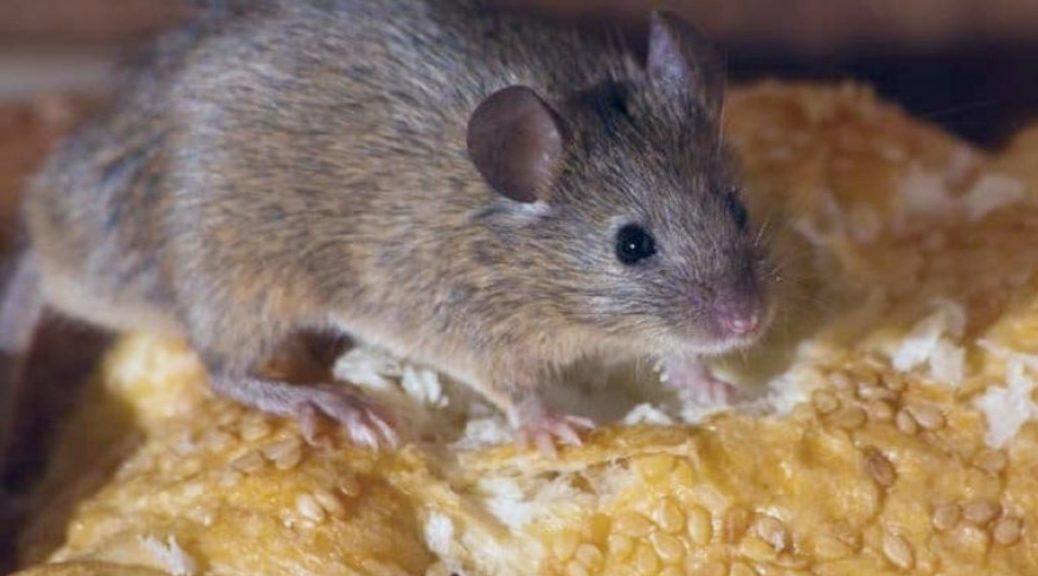 Mice removal Brisbane