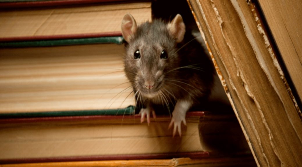 24 hour rat removal service Brisbane