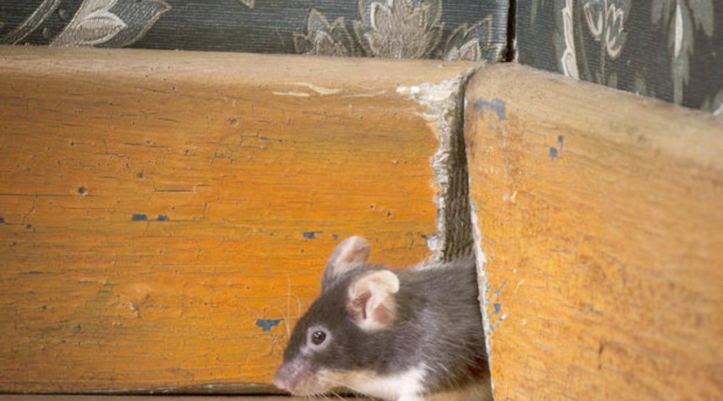 rat removal specialist Brisbane