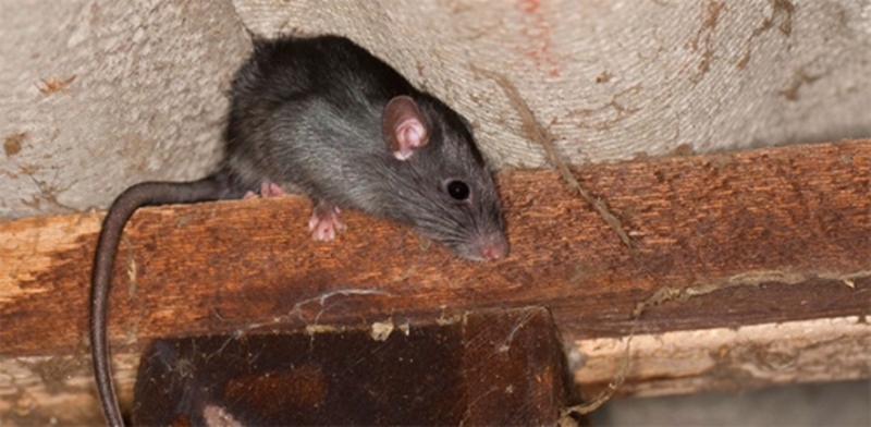 pest control rodent removal