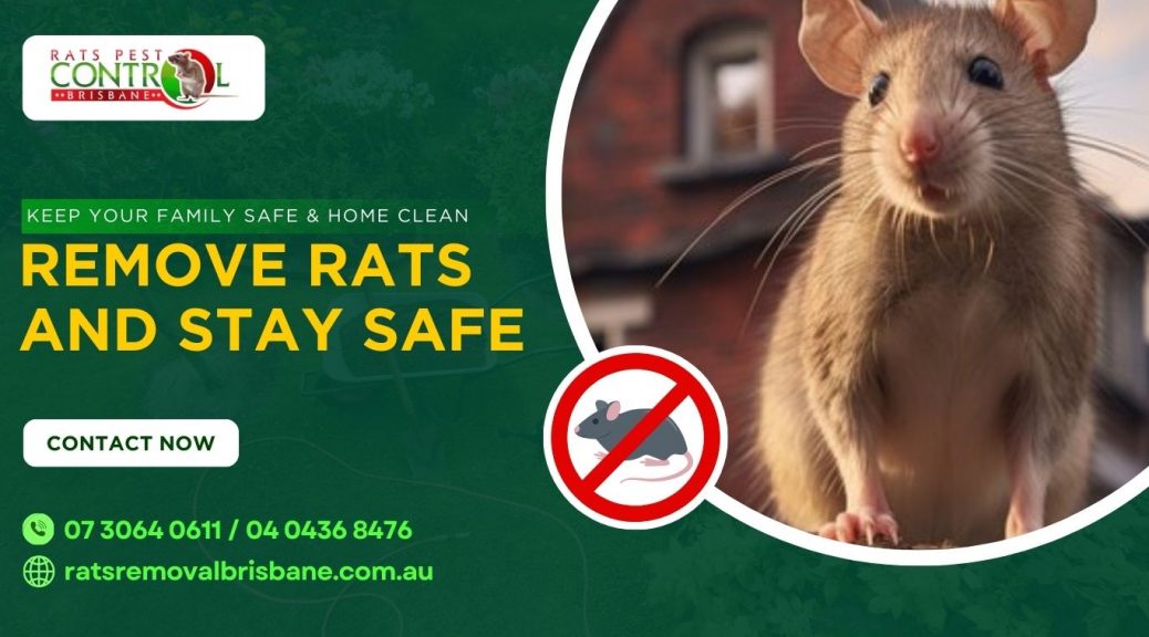 rodent control in Brisbane