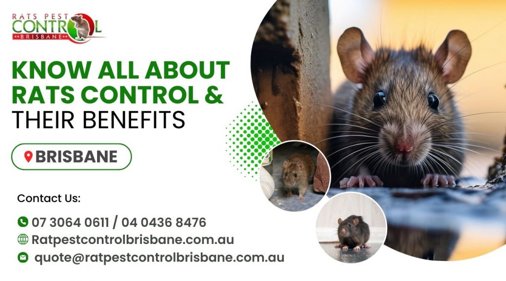 rat control Brisbane