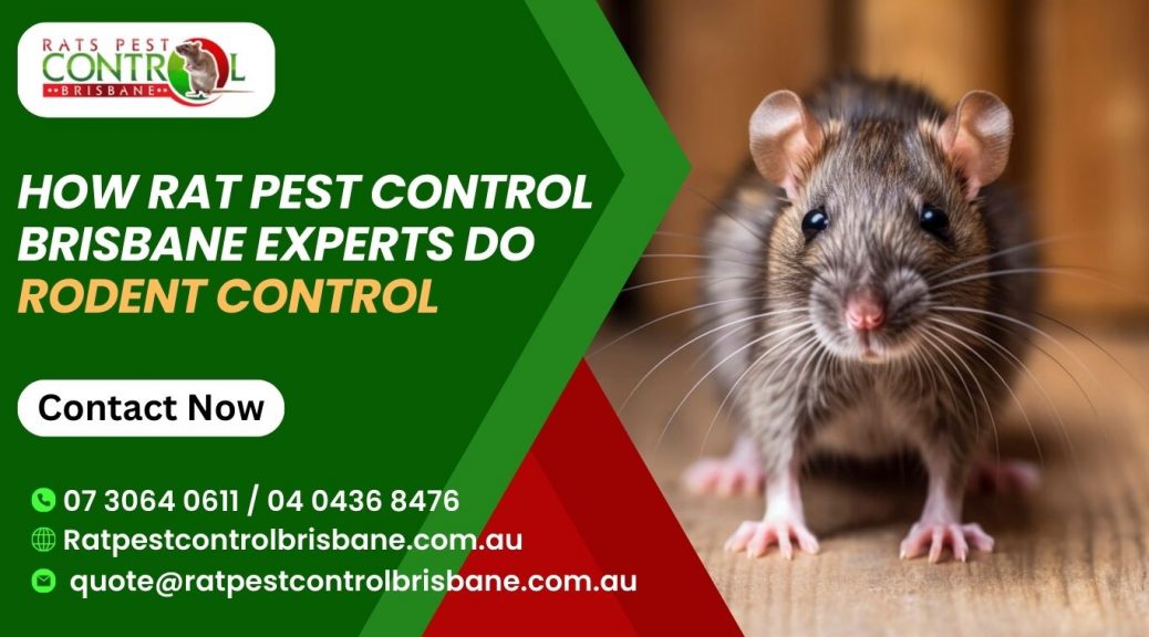 rodent control Brisbane