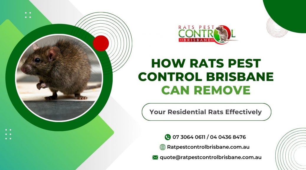 rat control Brisbane