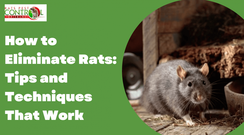 How to Eliminate Rats: Tips and Techniques That Work