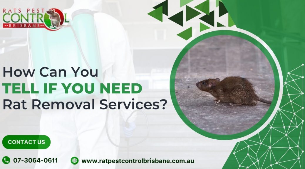 How Can You Tell If You Need Rat Removal Services?