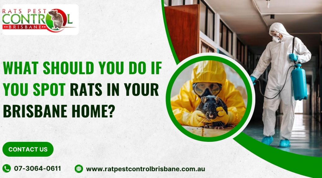 What Should You Do If You Spot Rats in Your Brisbane Home?