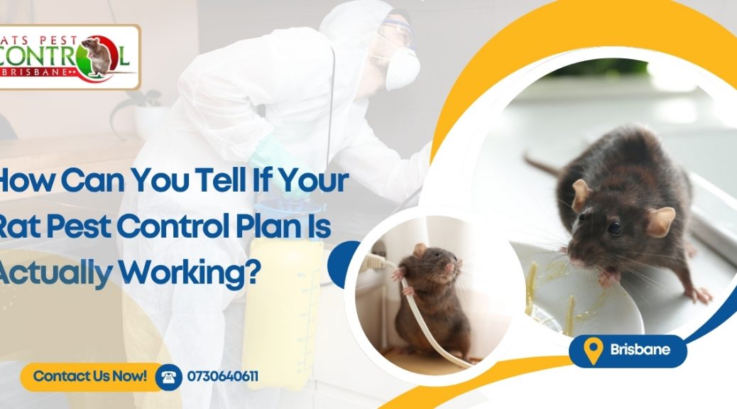 How Can You Tell If Your Rat Pest Control Plan Is Actually Working?