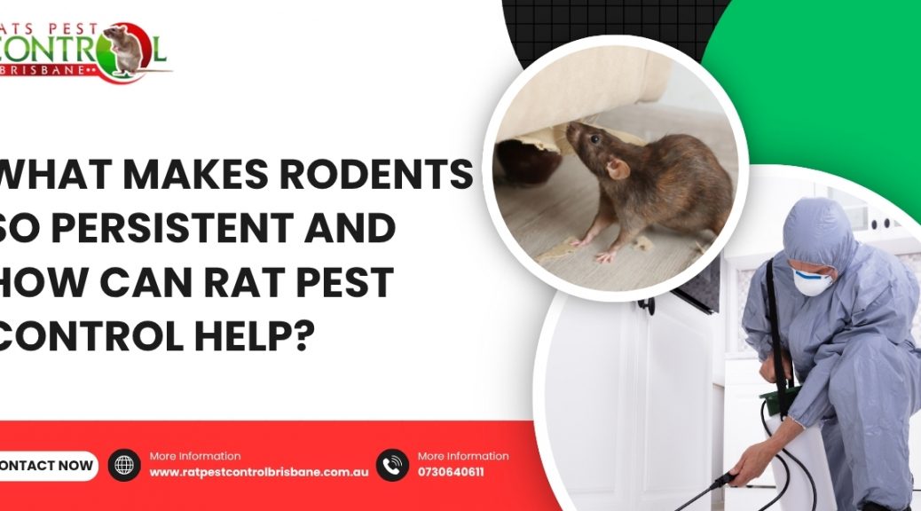 What Makes Rodents So Persistent and How Can Rat Pest Control Help?