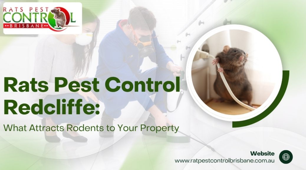Rats Pest Control Redcliffe: What Attracts Rodents to Your Property