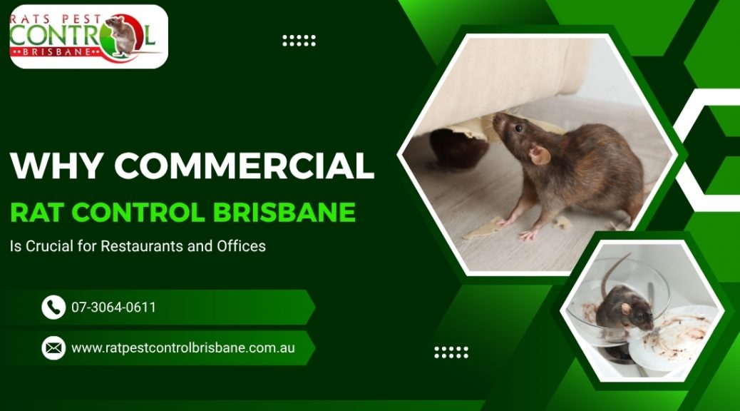 Why Commercial Rat Control Brisbane Is Crucial for Restaurants and Offices