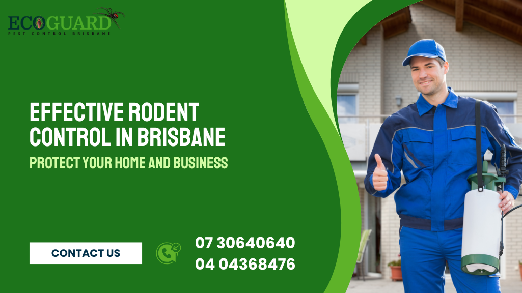 Effective Rodent Control in Brisbane: Protect Your Home and Business