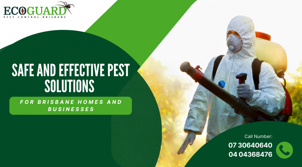 Safe and Effective Pest Solutions for Brisbane Homes and Businesses